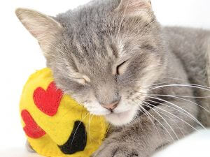 Cool cat toys to make at home hotsell