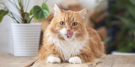 How to Read Nutrition Labels Cat Food: Expert Guide