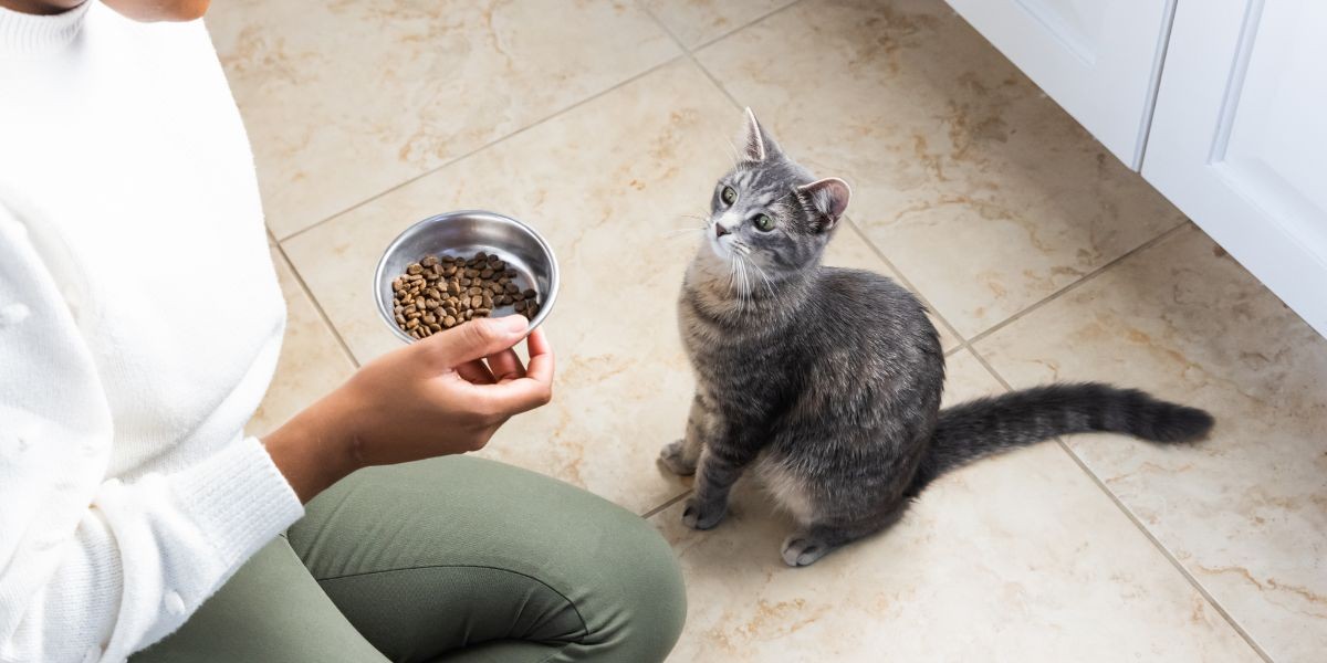 transition to healthier pet diet