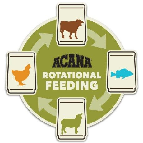 Rotational Feeding for Dogs & Cats: Benefits and How-To Switch