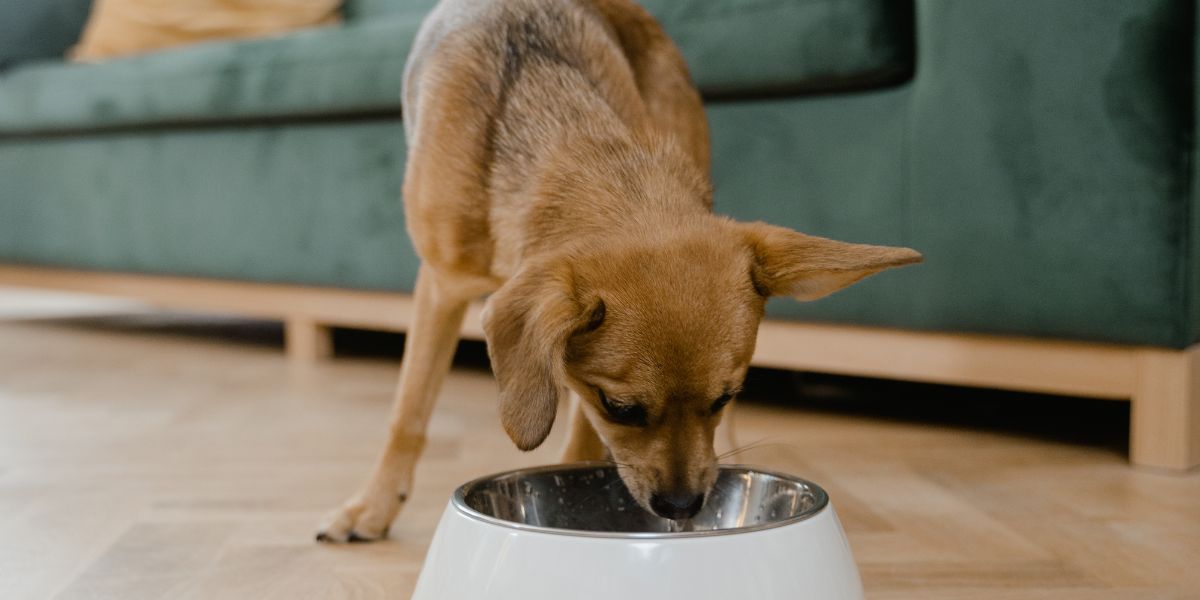 portion control tips for dogs