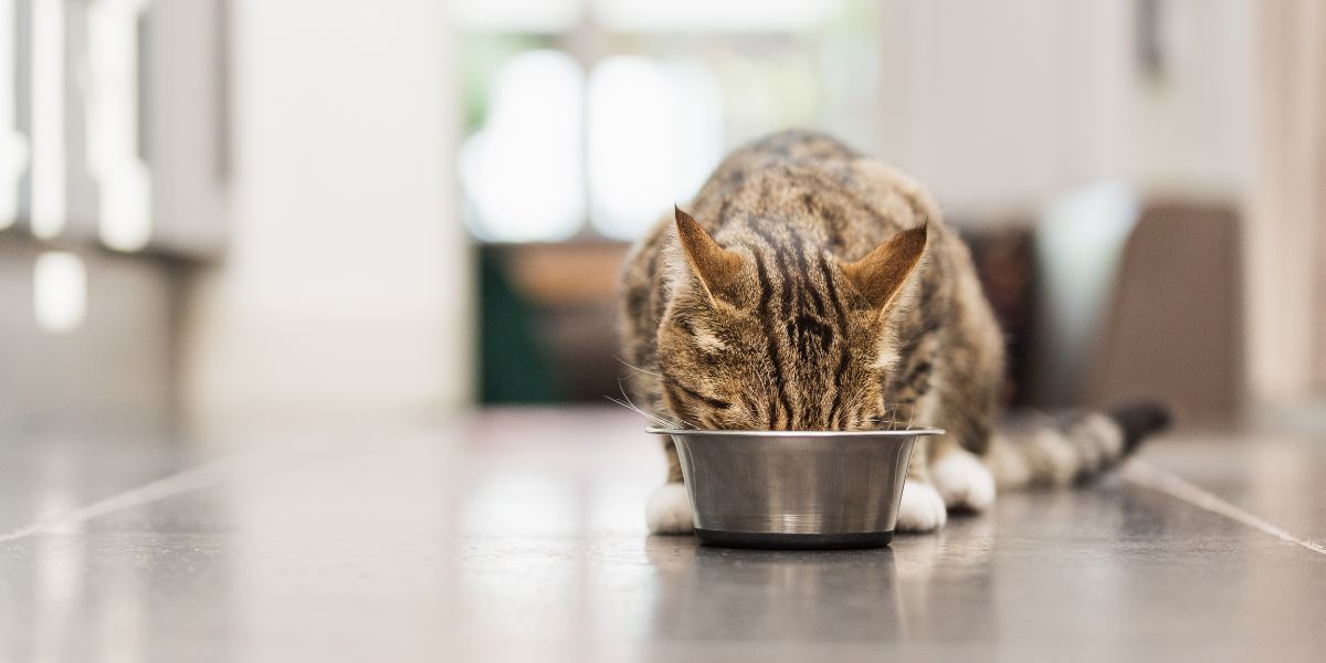 what foods are dangerous for pets