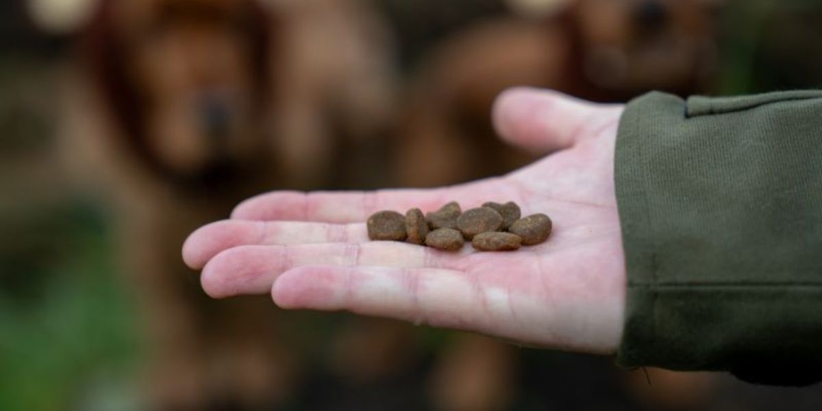 person holding ORIJEN kibble in their hand