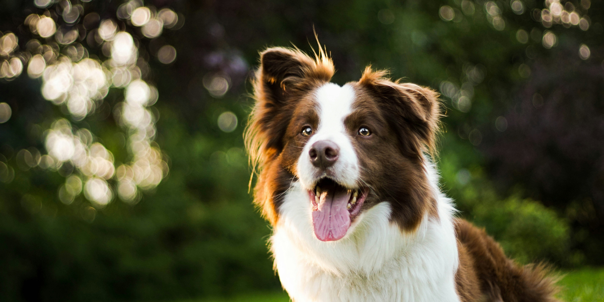 border collie on high protein ORIJEN diet