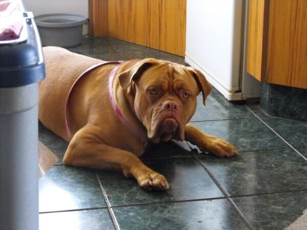 Dogue de Bordeaux Club, Tauranga, Bay of Plenty