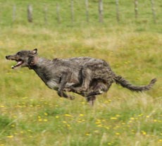 Jenny Nelson, Taupo