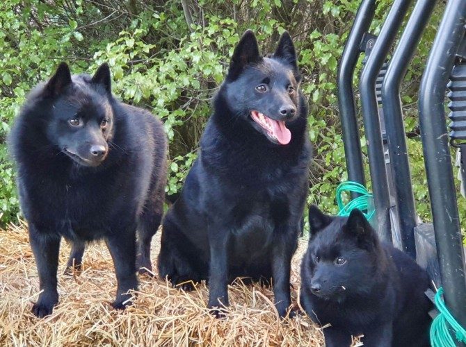 Elbeedee Kennels - Schipperkes | Wairarapa