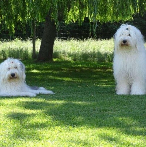 Hairytale Kennels - Old English Sheepdogs | Otago 