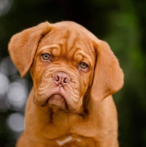 Dogesfordgs Kennels -  Dogue de Bordeaux | South Canterbury