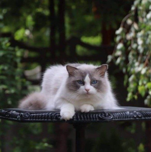 DreamAngel Cattery - Ragdoll | Canterbury