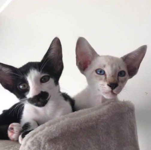 Odakim Cattery - Siamese & Oriental Short Hairs | Auckland