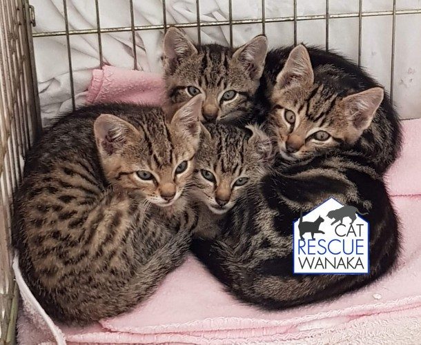 Cat Rescue Wanaka