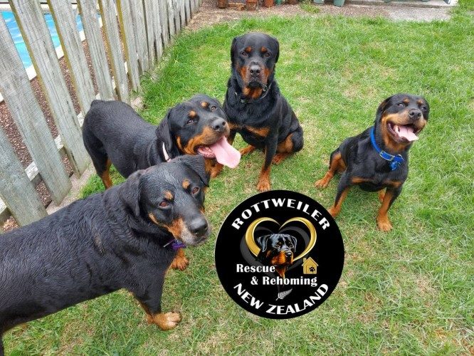 Rottweiler Rescue & Rehoming New Zealand