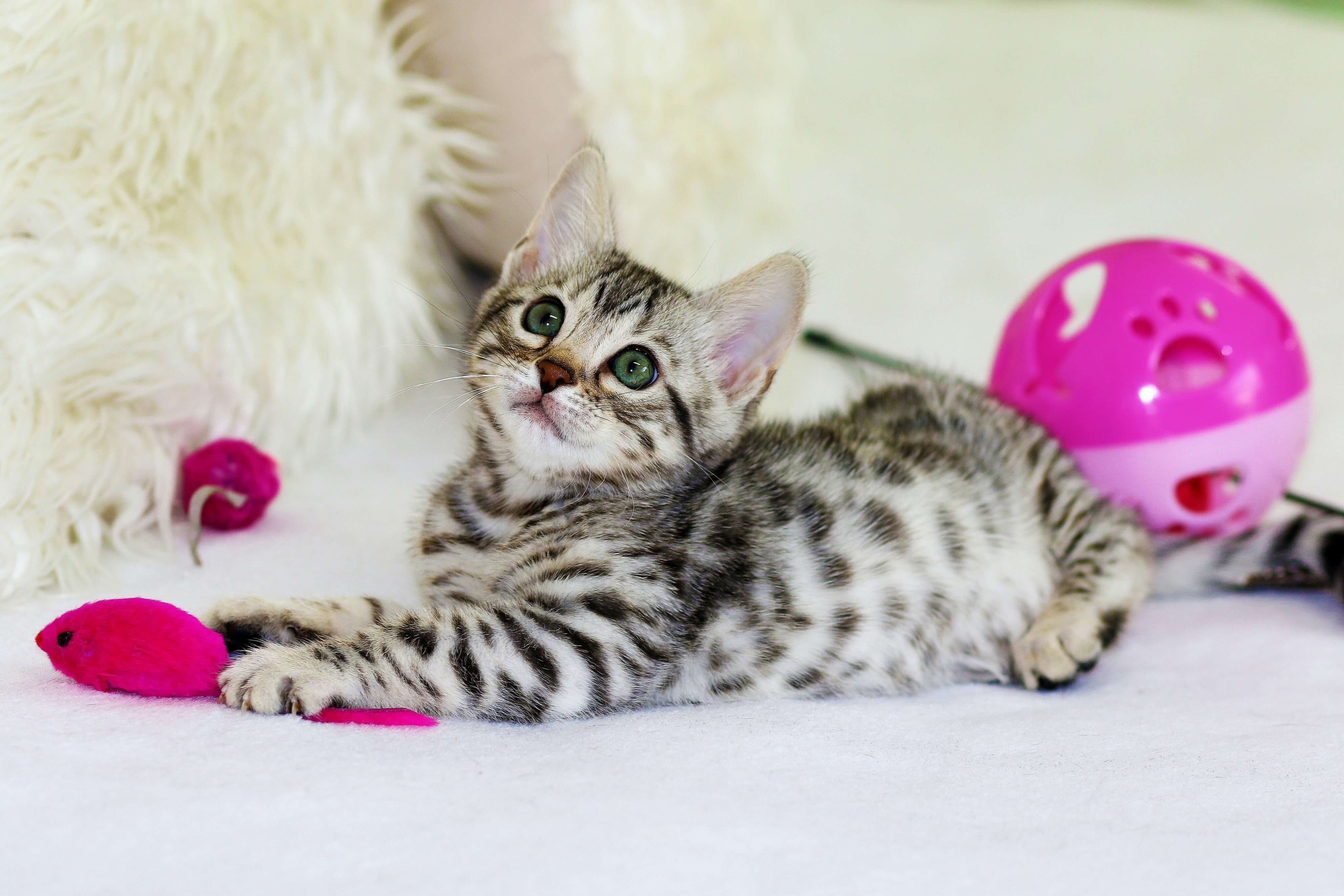 10 Easy Cat Toys You Can Make At Home!