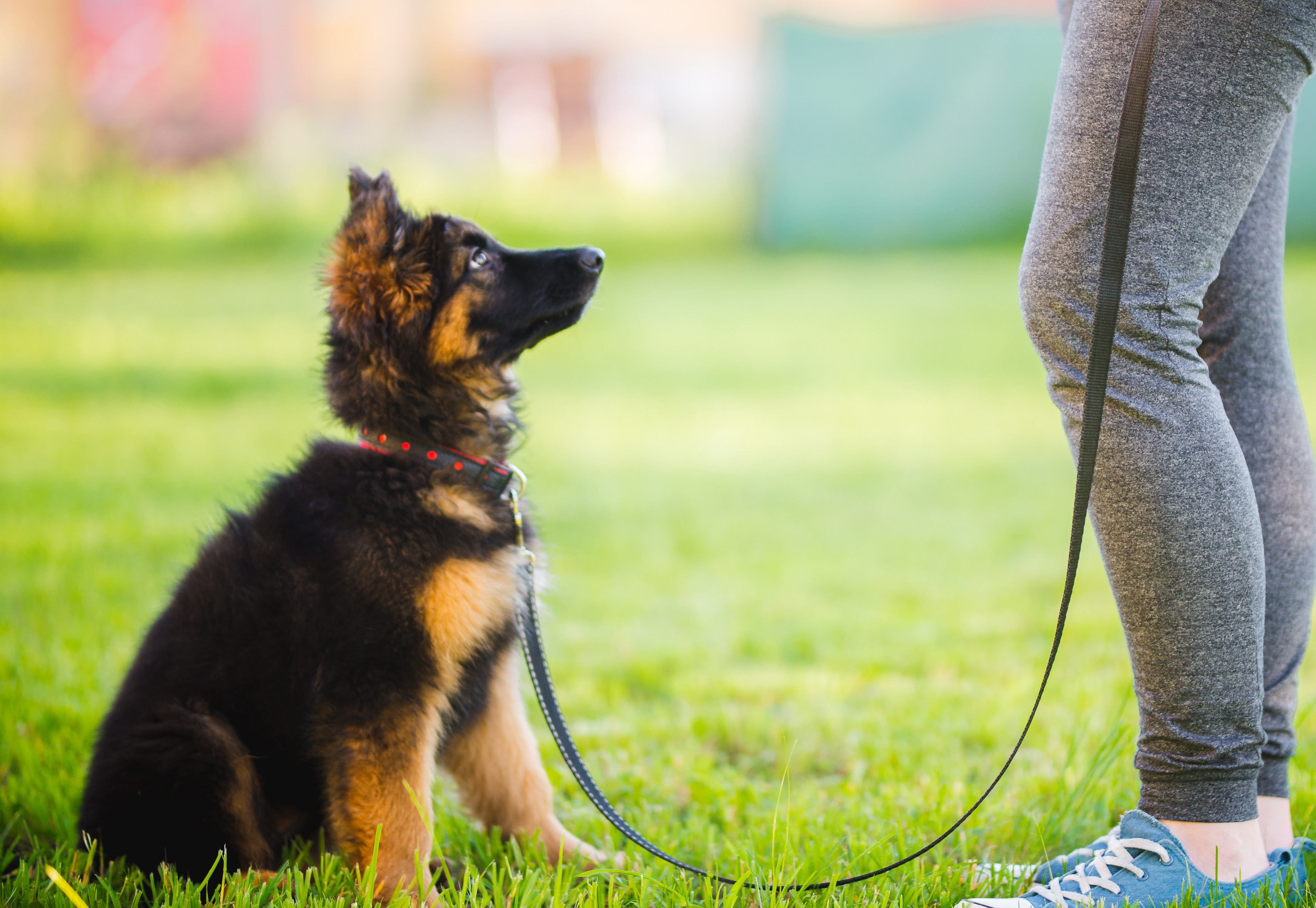 Top 10 Dog Training Tips