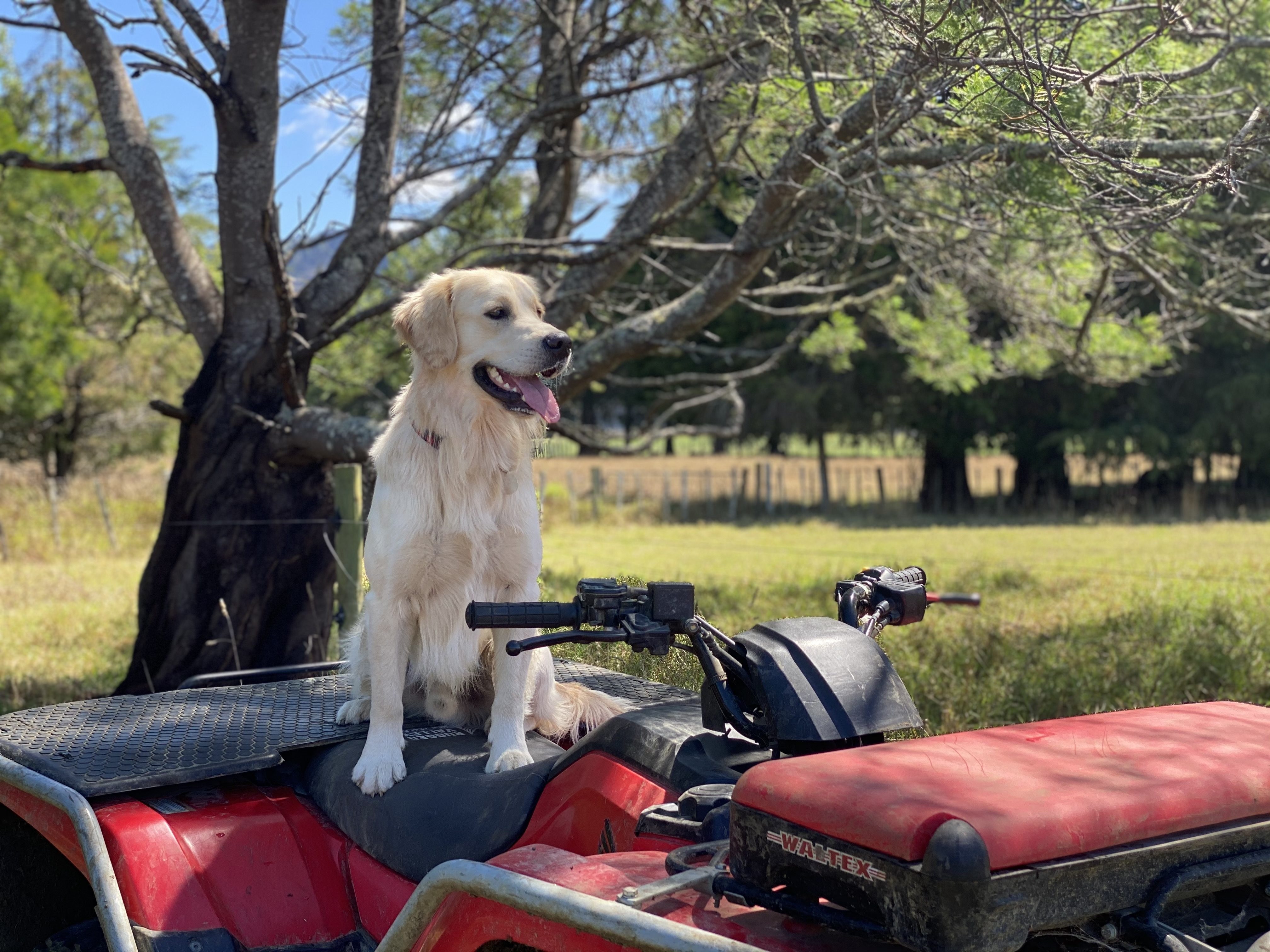 ACANA SPORT & AGILITY | CRAFTED FOR ACTIVE & WORKING DOGS