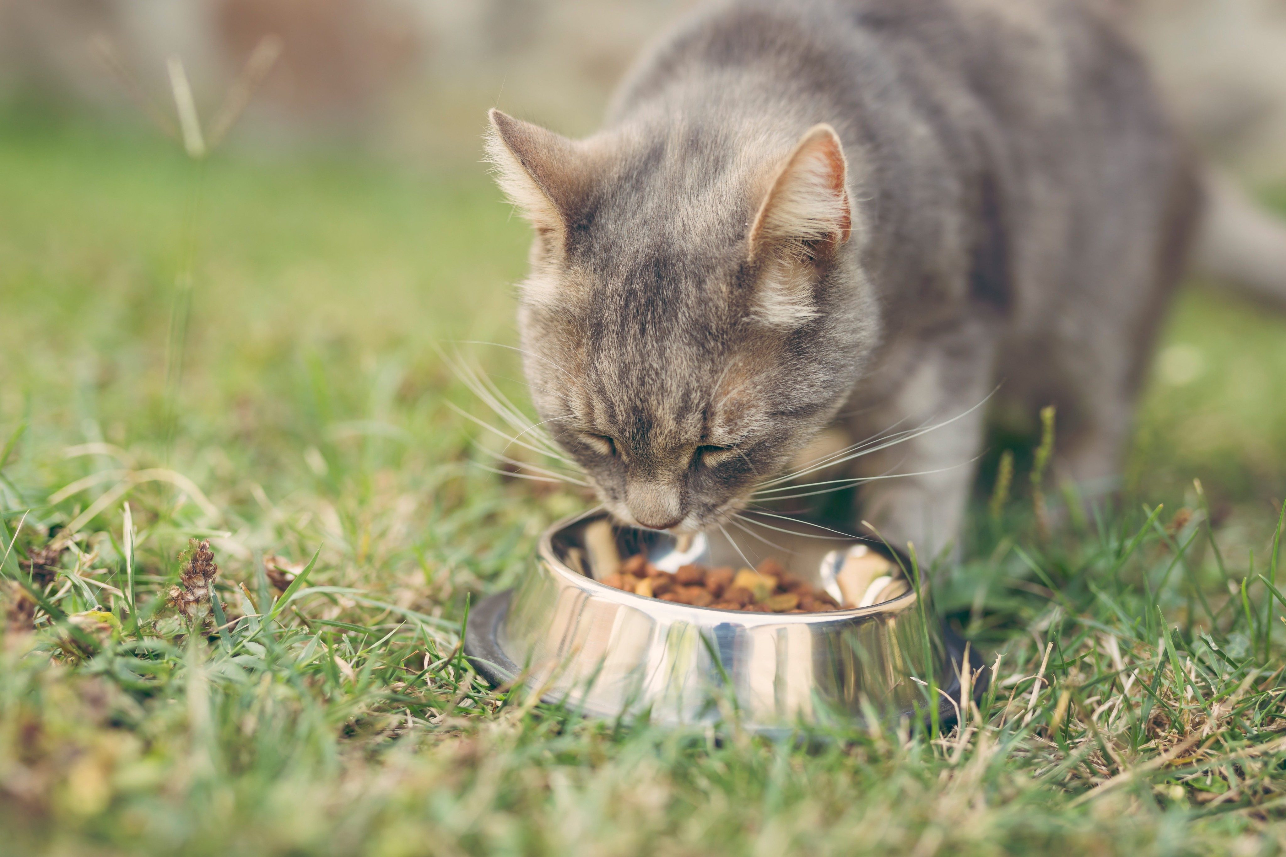 4 TIPS FOR CHOOSING YOUR CAT'S FOOD