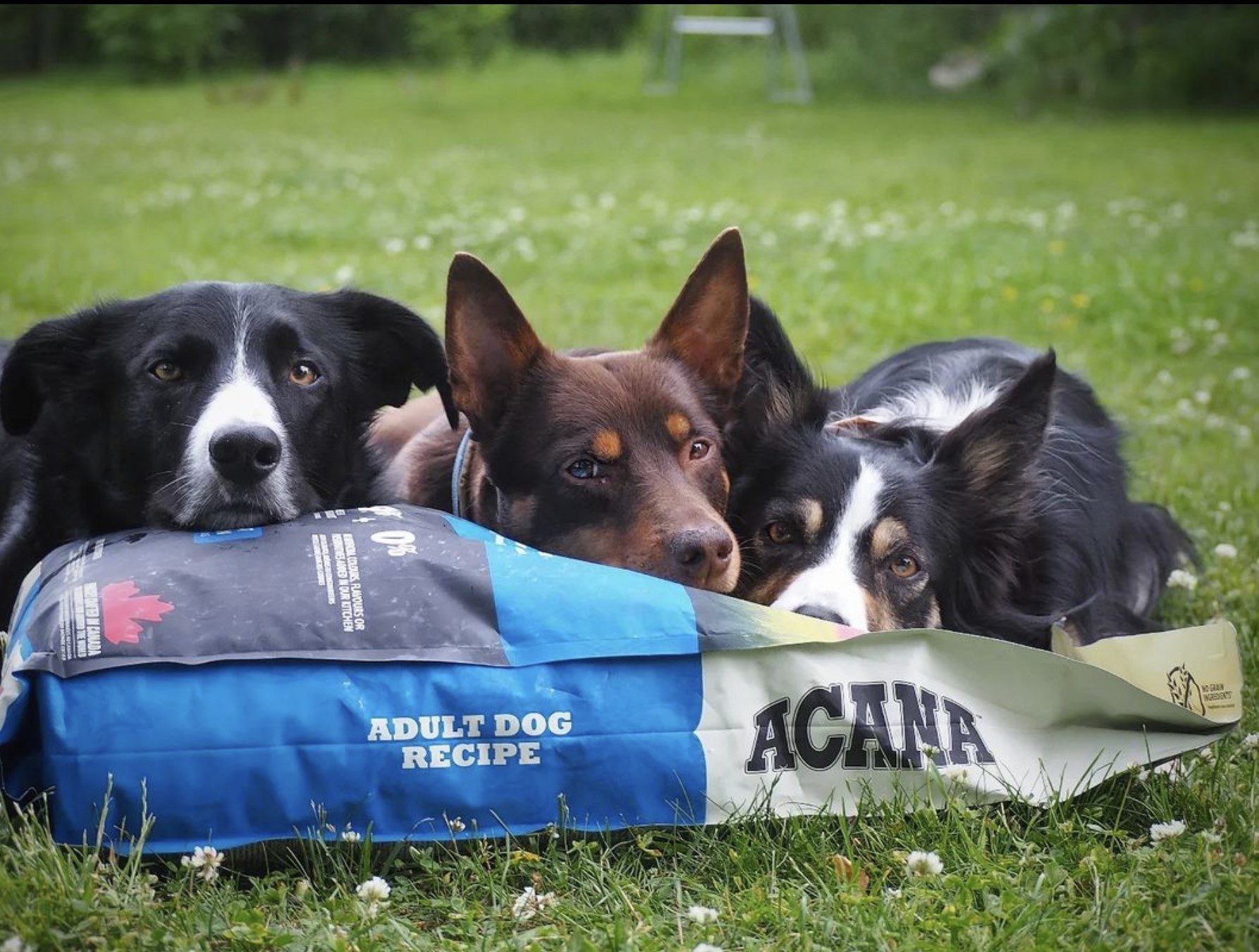 HOW TO CHOOSE THE BEST DOG FOOD FOR PICKY DOGS