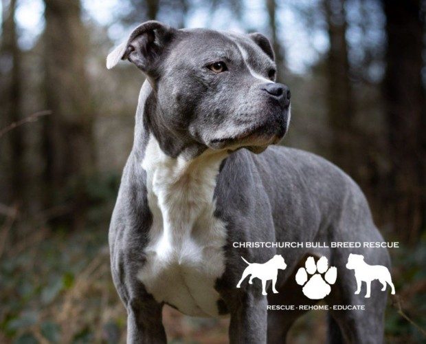 CHRISTCHURCH BULL BREED RESCUE