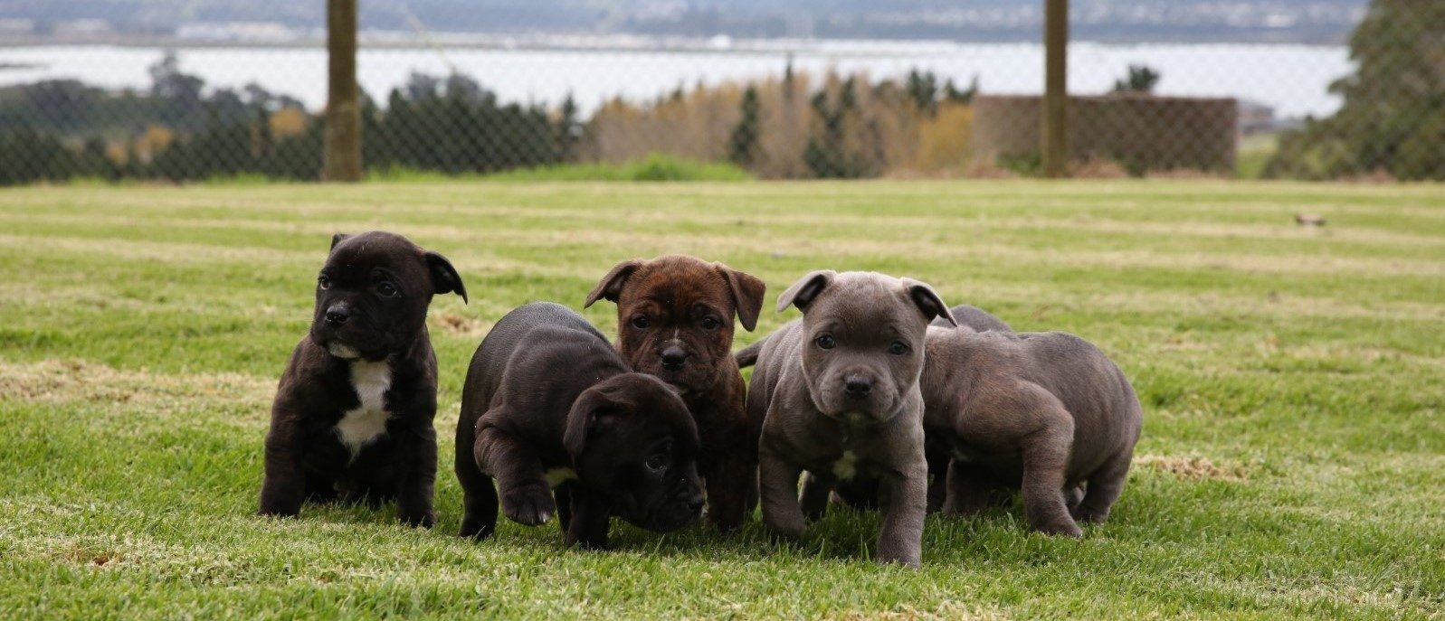 PUPPY BUYING GUIDE: FINDING THE RIGHT BREEDER