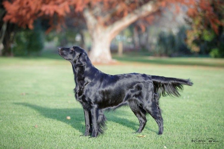 Kiwiline Flat Coated Retrievers