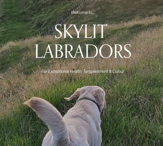 Skylit Labradors Kennels