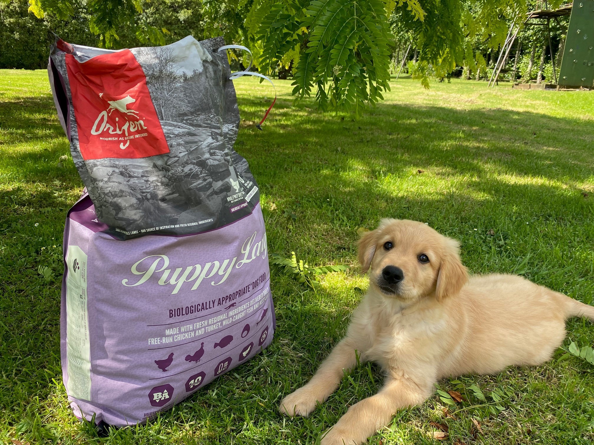 What Makes 'Large Breed' Puppy Food Different to Regular 'Puppy Food'?