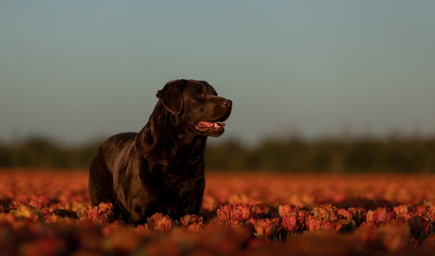 Flagstaff Labradors and Golden Retrievers