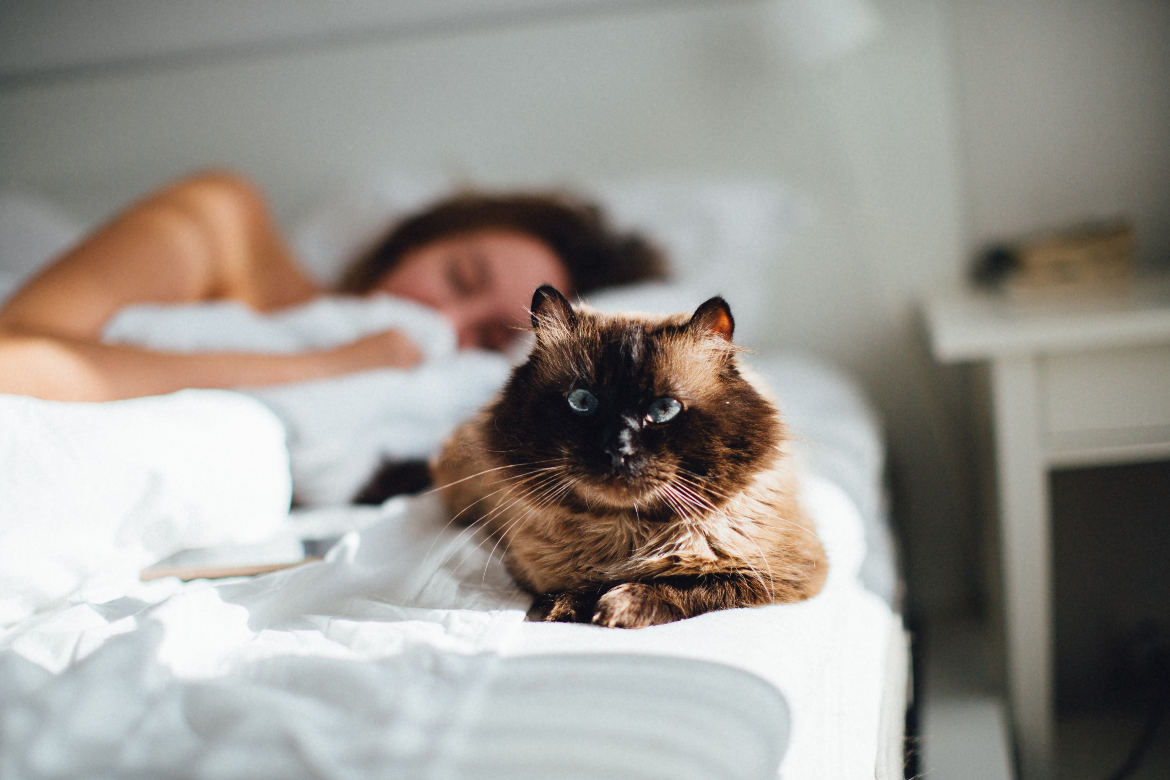 Is It Okay To Let Your Cat Sleep In Your Bed?