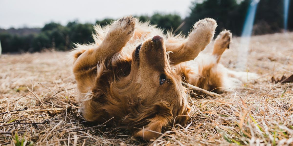 Spring Allergies and Pets: How to Keep Itchy Skin at Bay