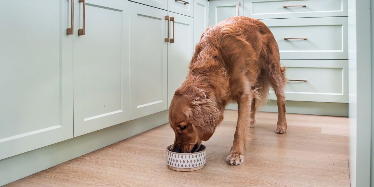 What Holiday Foods Are Dangerous for Pets?